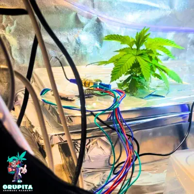 Automação de PH no cultivo indoor de Cannabis pela Orupita Growers Academy usando sensor PH4502C e ESP32 para controle automatizado.