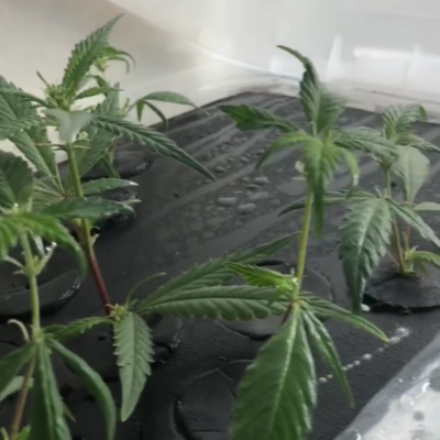 Clonadora fogpônica desenvolvida por Gabriel da Orupita Growers Academy, um dispositivo inovador criado com impressão 3D para facilitar a clonagem de plantas.