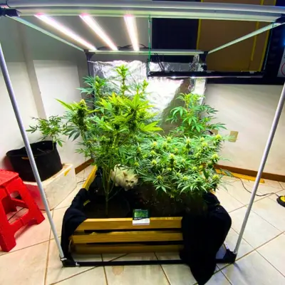 Cultivo semi-orgânico de Cannabis com automação para rega e nutrientes, com um gato branco observando.